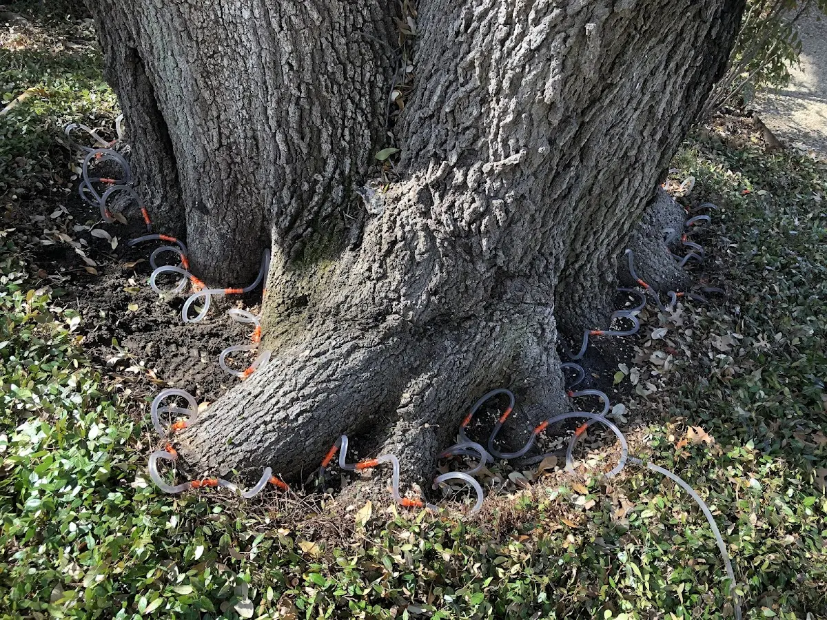 Detailed Tree Cabling and Bracing job site in Pine Apple
