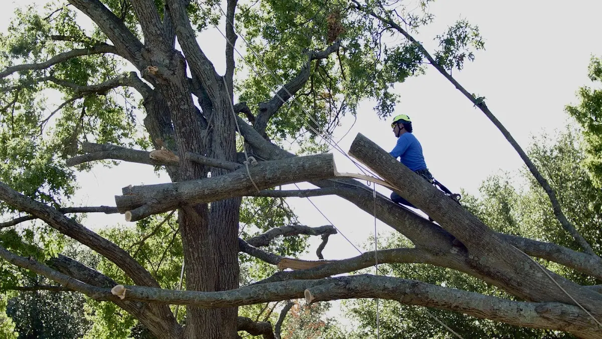 Professional Hazardous Tree Removal performed by certified arborists in Pine Apple