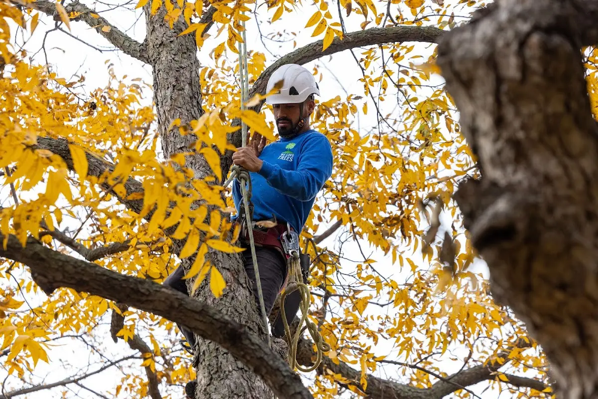 Skilled Tree Pruning crew working in Pine Apple